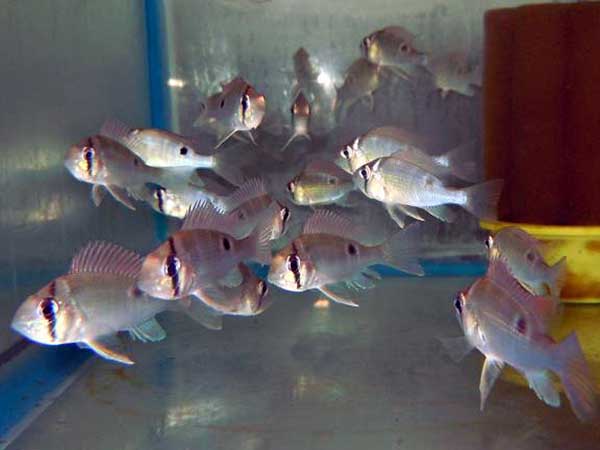 Cupid Cichlid